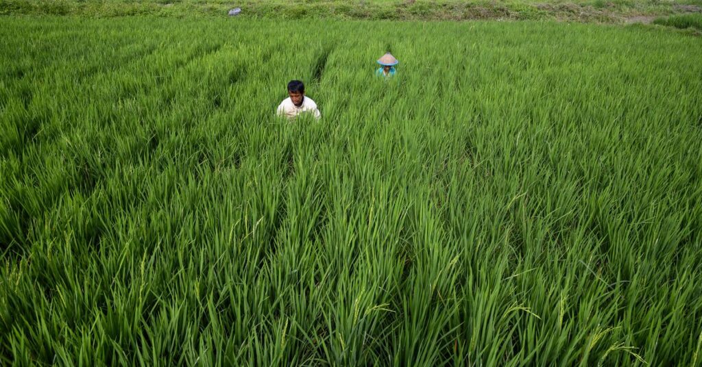 Wie CRISPR-Reis zur Bekämpfung des Klimawandels beitragen könnte0 (0)